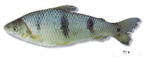 Image of Megaleporinus trifasciatus 