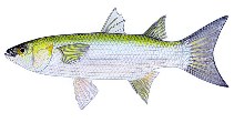 Image of Gracilimugil argenteus (Flat-tail mullet)