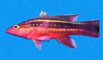 Image of Liopropoma fasciatum (Wrasse ass bass)
