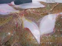 Image of Limanda ferruginea (Yellowtail flounder)