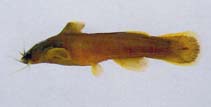 Image of Liobagrus obesus (Bull-head torrent catfish)