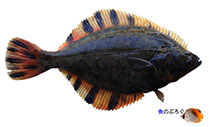 Image of Liopsetta pinnifasciata (Far Eastern smooth flounder)