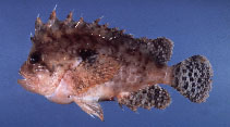 Image of Liocranium praepositum (Blackspot waspfish)
