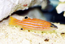 Image of Liopropoma swalesi (Swales\