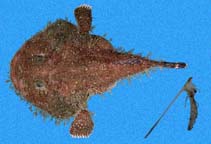 Image of Lophiodes caulinaris (Spottedtail angler)