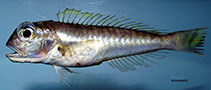 Image of Lopholatilus chamaeleonticeps (Great northern tilefish)