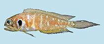 Image of Lonchopisthus higmani 