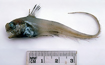 Image of Lucigadus microlepis (Smallfin whiptail)