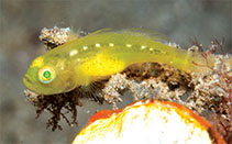 Image of Lubricogobius tunicatus (Tunicate goby)