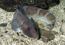 Image of Lycodes esmarkii (Greater eelpout)