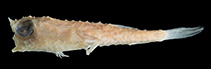 Image of Malthopsis arrietty (Short-horn triangular batfish)