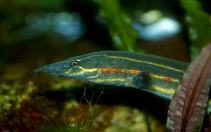 Image of Mastacembelus erythrotaenia (Fire eel)