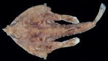 Image of Malthopsis gigas (Giant triangular batfish)