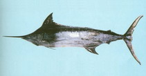 Image of Makaira mazara (Indo-Pacific blue marlin)