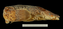 Image of Malapterurus monsembeensis 