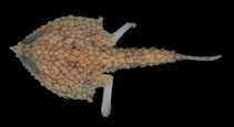 Image of Malthopsis retifera (Reticulate triangular batfish)