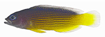 Image of Manonichthys scintilla (Sparkfin Dottyback)