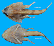Image of Malthopsis velutina (Polynesian triangular batfish)