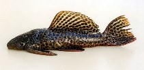 Image of Megalancistrus parananus 