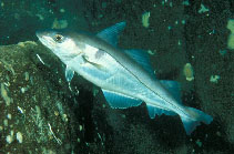 Image of Melanogrammus aeglefinus (Haddock)