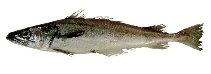 Image of Merluccius albidus (Offshore silver hake)