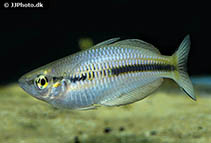 Image of Melanotaenia arfakensis (Arfak rainbowfish)