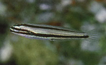 Image of Meiacanthus ditrema (One-striped poison-fang blenny)