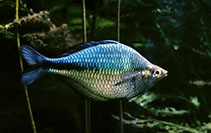 Image of Melanotaenia lacustris (Lake Kutubu rainbowfish)