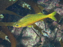 Image of Mendosoma lineatum (Telescope fish)