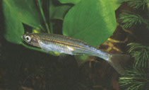 Image of Engraulicypris spinifer (Malagarasi sardine)