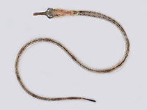 Image of Microphis cuncalus (Crocodile-tooth pipefish)
