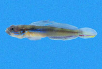 Image of Microgobius emblematicus (Emblem goby)