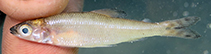 Image of Microstomatichthyoborus katangae 