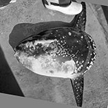 Image of Mola tecta (Hoodwinker ocean sunfish)