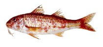 Image of Mullus argentinae (Argentine goatfish)