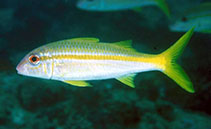 Image of Mulloidichthys vanicolensis (Yellowfin goatfish)