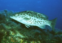 Image of Mycteroperca fusca (Island grouper)