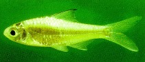 Image of Mystacoleucus greenwayi 