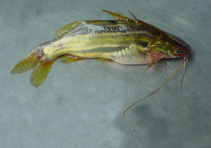 Image of Mystus tengara (Tengara catfish)
