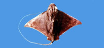 Image of Myliobatis tobijei (Japanese eagle ray)