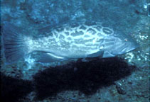 Image of Mycteroperca xenarcha (Broomtail grouper)