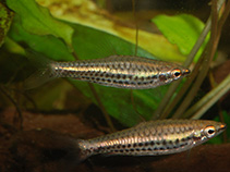 Image of Nannostomus britskii (Spotstripe pencilfish)