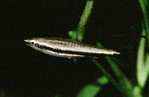 Image of Nannostomus marilynae (Greenstripe pencilfish)