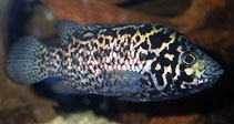 Image of Nandopsis tetracanthus (Biajaca)