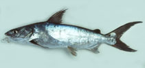 Image of Netuma bilineata (Bronze catfish)