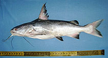 Image of Nemapteryx caelata (Engraved catfish)