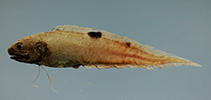 Image of Neobythites gilli (Twospot brotula)