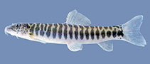 Image of Neonoemacheilus labeosus 
