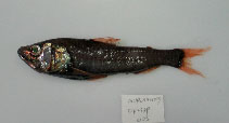 Image of Neoscopelus macrolepidotus (Large-scaled lantern fish)