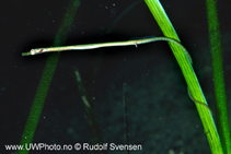Image of Nerophis ophidion (Straightnose pipefish)
